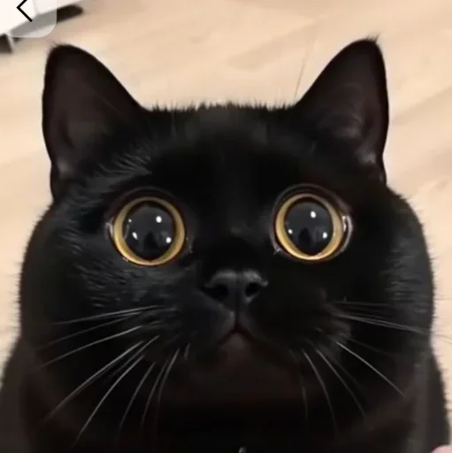 🤩 Стикер «Котяры» для Telegram