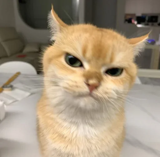 🤩 Стикер «Котяры» для Telegram