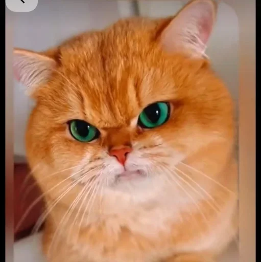 🤩 Стикер «Котяры» для Telegram