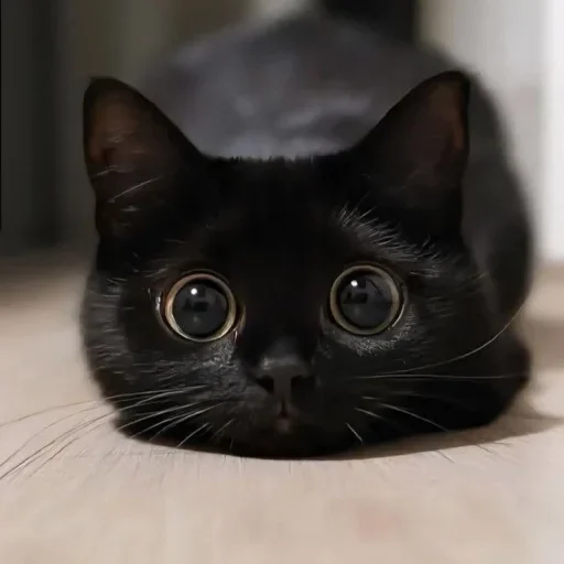 🤩 Стикер «Котяры» для Telegram