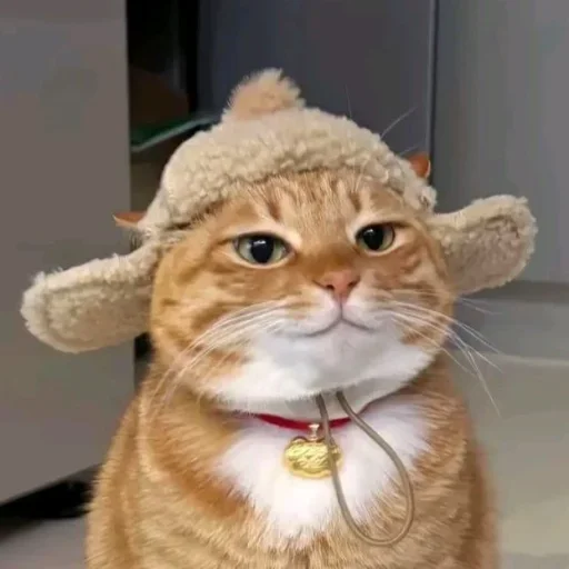 🤩 Стикер «Котяры» для Telegram