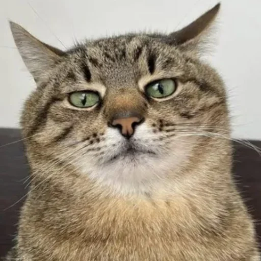 🤩 Стикер «Котяры» для Telegram