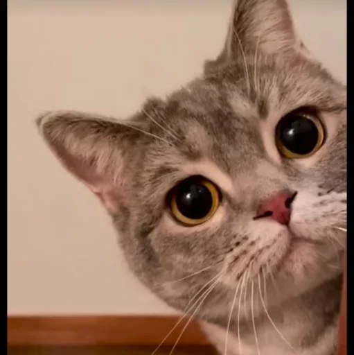 🤩 Стикер «Котяры» для Telegram
