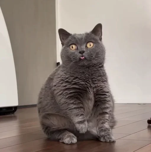 🤩 Стикер «Котяры» для Telegram