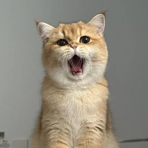 🤩 Стикер «Котяры» для Telegram