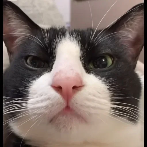 🤩 Стикер «Котяры» для Telegram