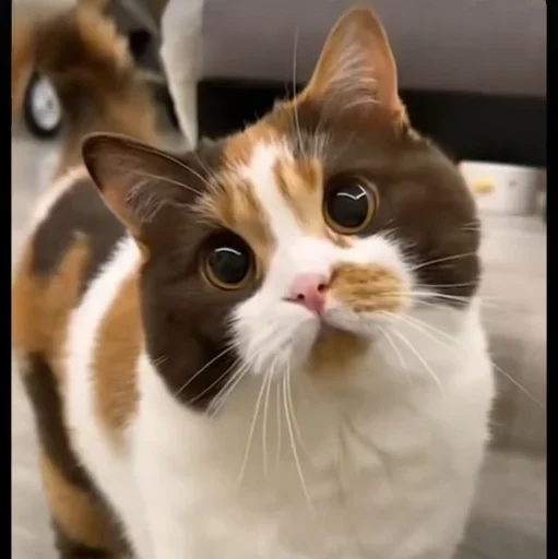 🤩 Стикер «Котяры» для Telegram