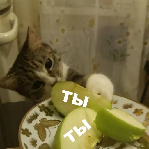 😮 Стикер «kotyaspack» для Telegram