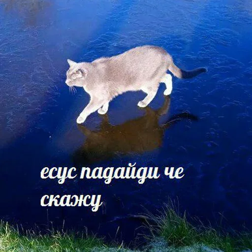 🤬 Стикер «kotyaspack» для Telegram