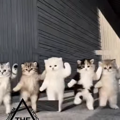 🤩 Стикер «Котята O.J.R» для Telegram