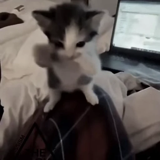🤩 Стикер «Котята O.J.R» для Telegram