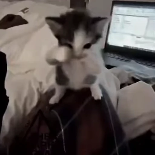 🤩 Стикер «Котята O.J.R» для Telegram