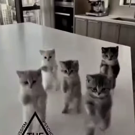 🤩 Стикер «Котята O.J.R» для Telegram