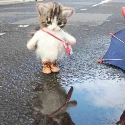 🤩 Стикер «Котяяяяя» для Telegram
