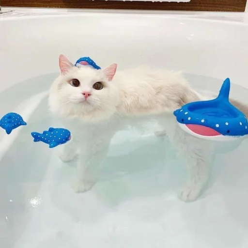 🤩 Стикер «Котяяяяя» для Telegram