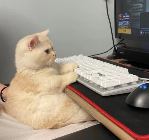 🤩 Стикер «Котяяяяя» для Telegram