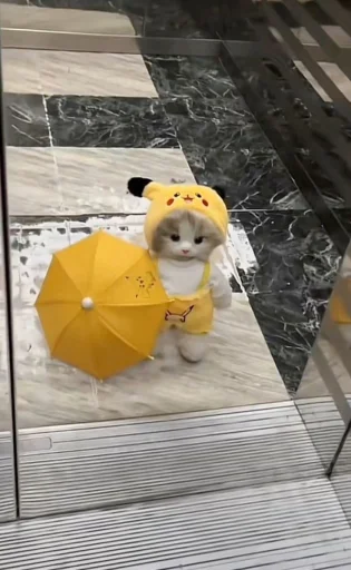 🤩 Стикер «Котяяяяя» для Telegram