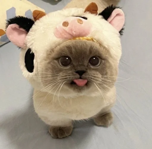 🤩 Стикер «Котяяяяя» для Telegram