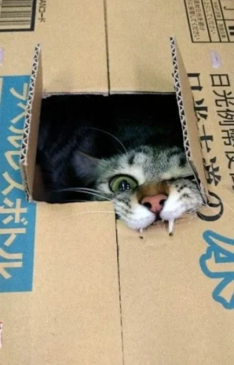🤩 Стикер «Котяяяяя» для Telegram