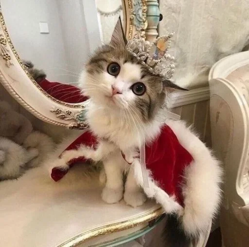 🤩 Стикер «Котяяяяя» для Telegram