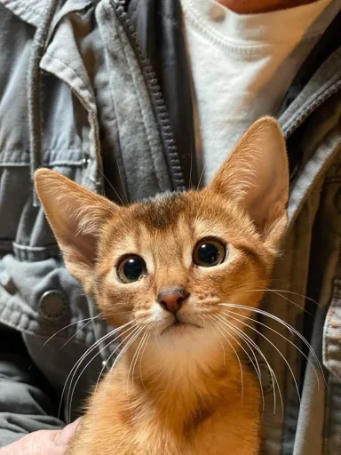 🤩 Стикер «Котяяяяя» для Telegram