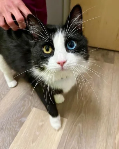 🤩 Стикер «Котяяяяя» для Telegram