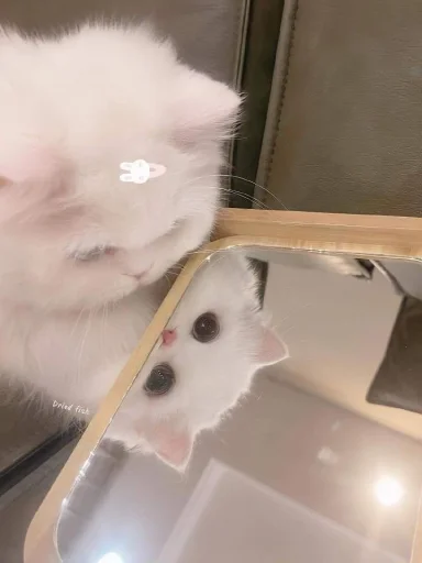 🤩 Стикер «Котяяяяя» для Telegram
