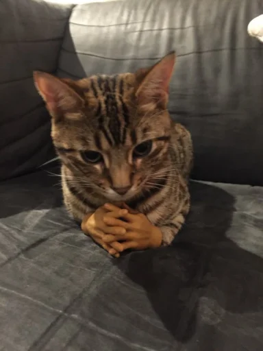 🤩 Стикер «Котяяяяя» для Telegram