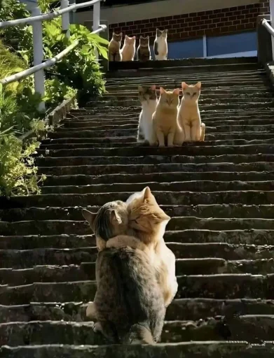 🤩 Стикер «Котяяяяя» для Telegram