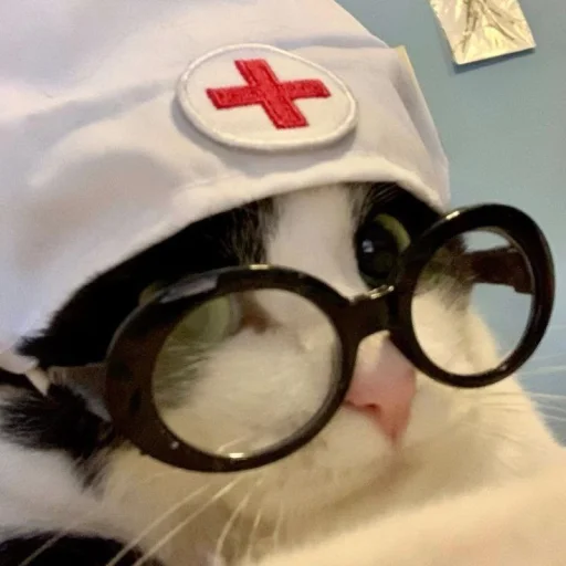 🤩 Стикер «Котяяяяя» для Telegram