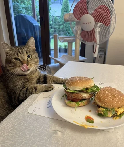 🤩 Стикер «Котяяяяя» для Telegram