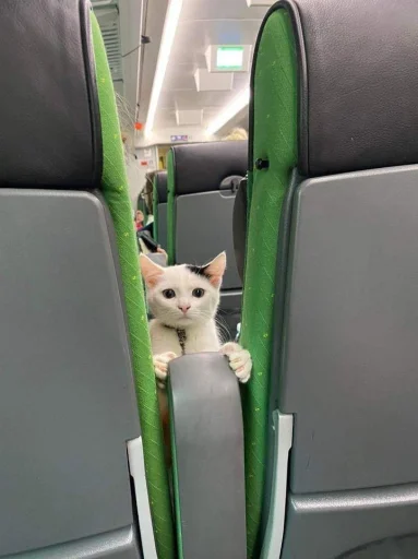 🤩 Стикер «Котяяяяя» для Telegram