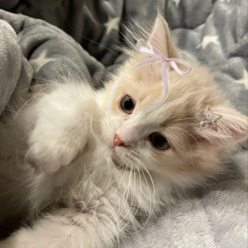🤩 Стикер «Котяяяяя» для Telegram