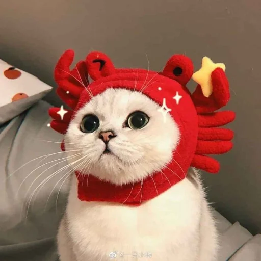 🤩 Стикер «Котяяяяя» для Telegram