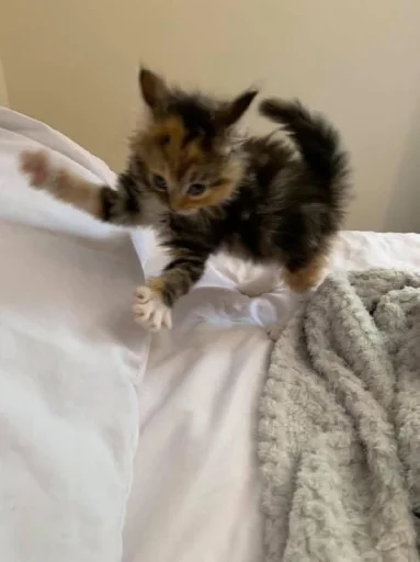 🤩 Стикер «Котяяяяя» для Telegram