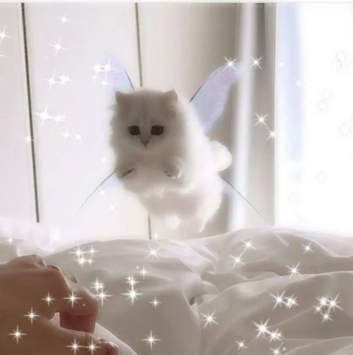 🤩 Стикер «Котяяяяя» для Telegram