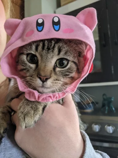 🤩 Стикер «Котяяяяя» для Telegram