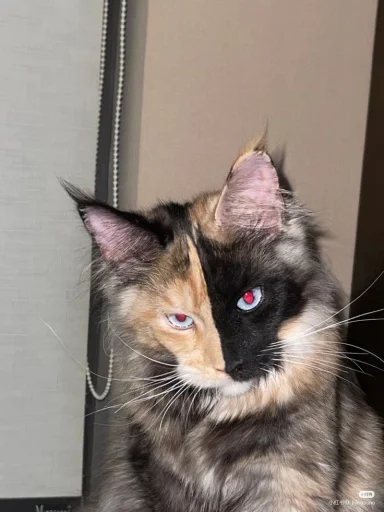 🤩 Стикер «Котяяяяя» для Telegram