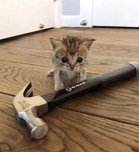 🤩 Стикер «Котяяяяя» для Telegram