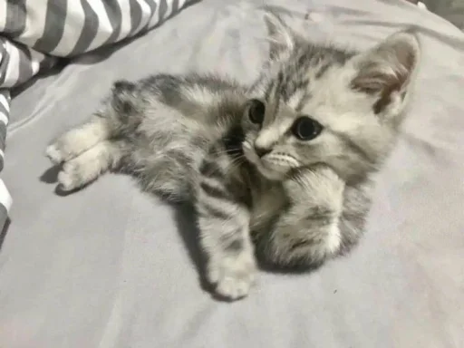 🤩 Стикер «Котяяяяя» для Telegram