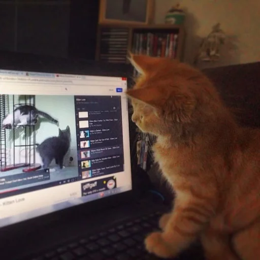 🤩 Стикер «Котяяяяя» для Telegram