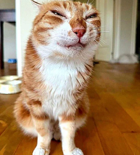🤩 Стикер «Котяяяяя» для Telegram