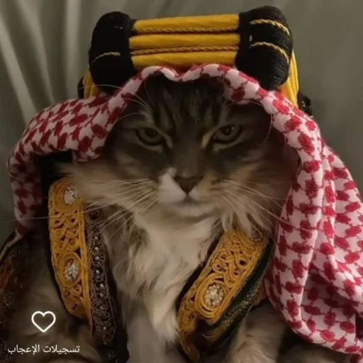 🤩 Стикер «Котяяяяя» для Telegram