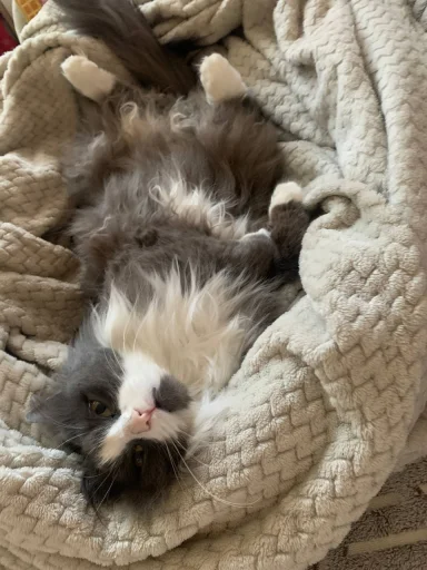 🤩 Стикер «Котяяяяя» для Telegram