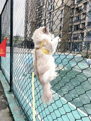 🤩 Стикер «Котяяяяя» для Telegram