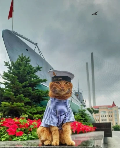 🤩 Стикер «Котяяяяя» для Telegram