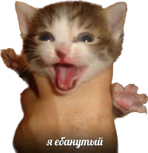 🤪 Стикер «kotyata nevduplyata» для Telegram