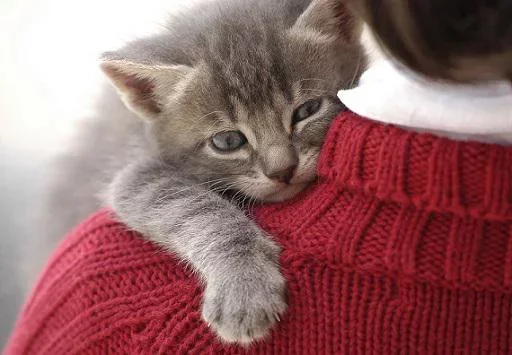 😋 Стикер «Котята» для Telegram