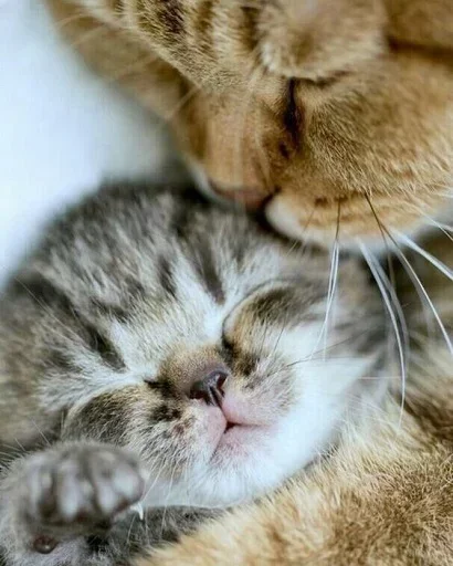 😙 Стикер «Котята» для Telegram