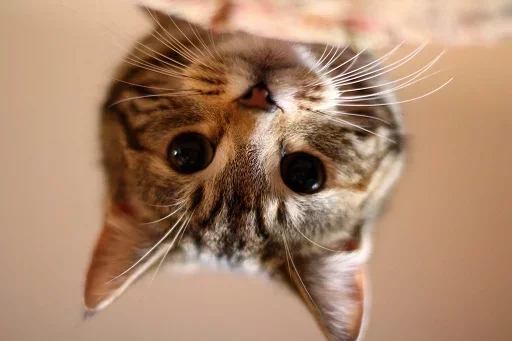 😚 Стикер «Котята» для Telegram